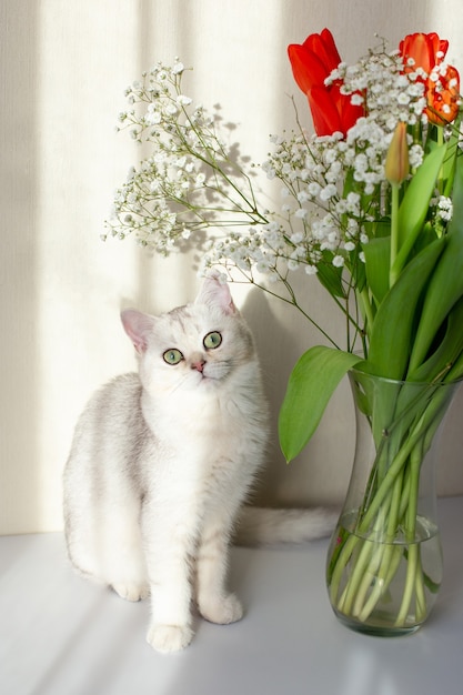 Gato branco britânico sentado ao lado de um vaso de vidro com um buquê de tulipas vermelhas