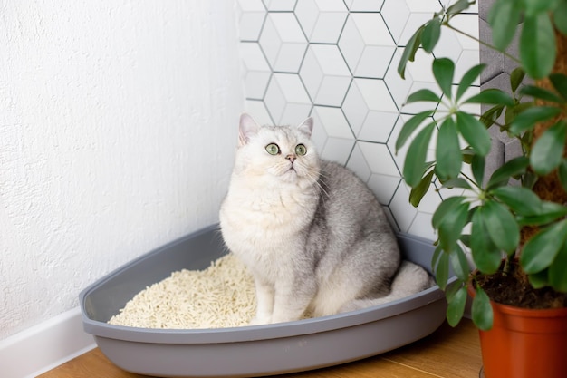 Gato branco britânico sentado em uma bandeja de canto de plástico para animais com um enchimento natural leve Fechar