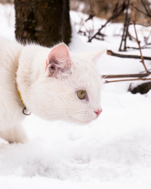 Gato branco caça um rato na neve do inverno