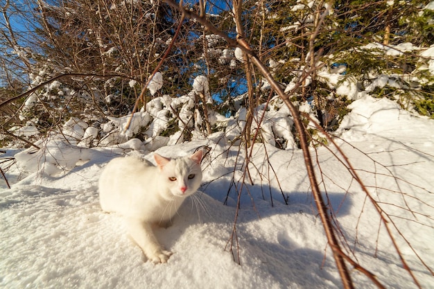 Gato branco com árvore de Natal