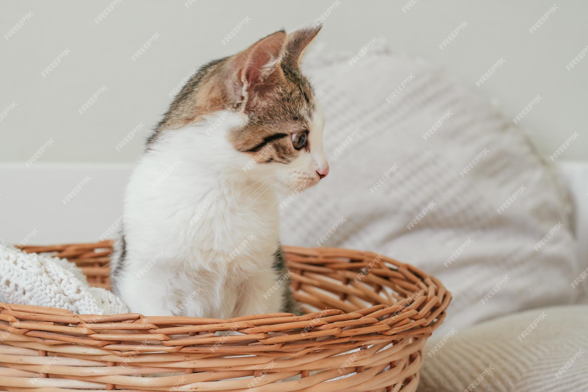 Um pequeno gatinho vermelho olha para fora de uma cesta de vime