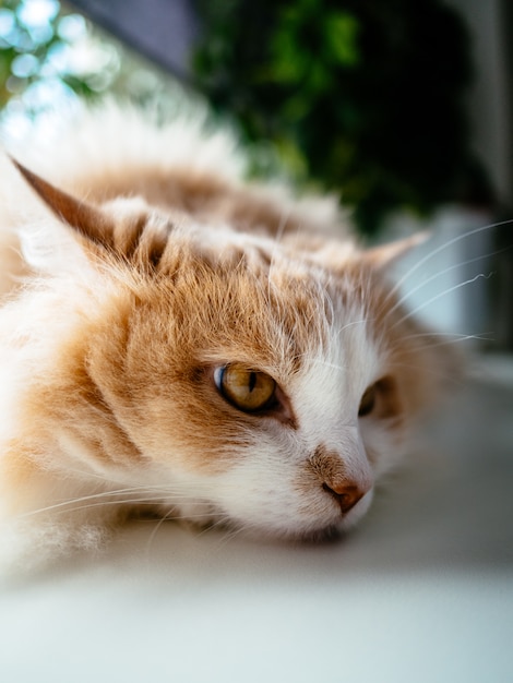 Gato branco com manchas laranja, deitado no peitoril da janela