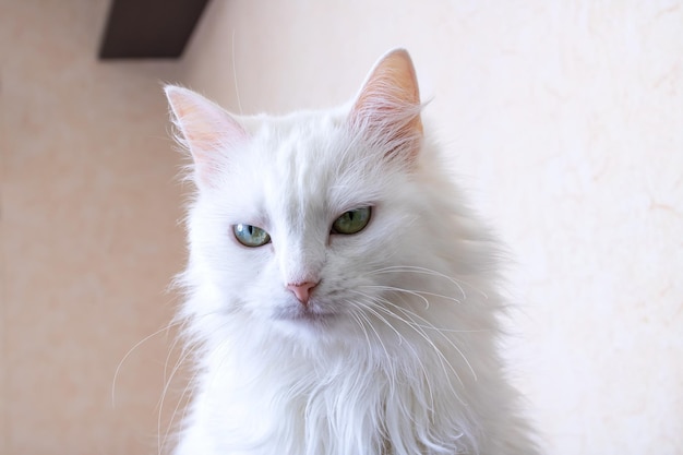 Gato branco com olhos verdes closeup retrato