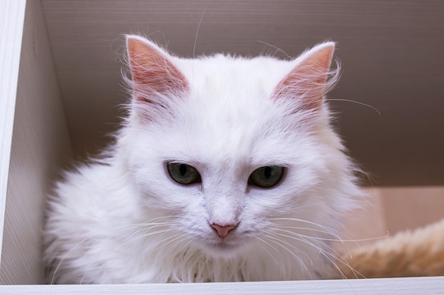 Gato branco com olhos verdes closeup retrato