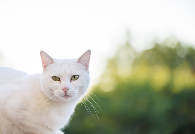 Gato branco com olhos verdes