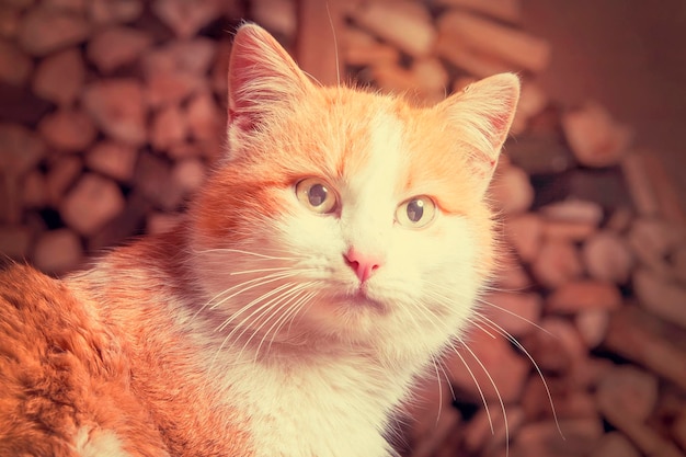 Gato branco com olhos verdes