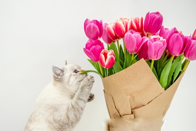 gato branco com um buquê de tulipas cor de rosa embrulhado em papel como presente em um fundo branco isolado