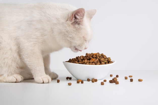 Gato Branco come comida seca de uma tigela de cerâmica.