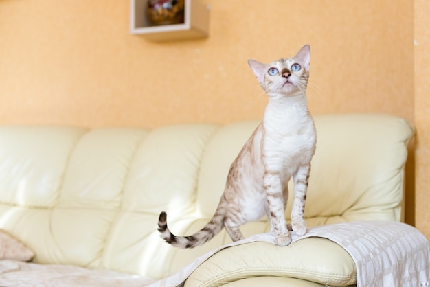 Gato branco de bengala sentado no sofá da casa.