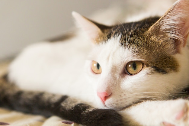 Gato branco deitado no sofá. Gato em repouso. Lindo animal de estimação em repouso