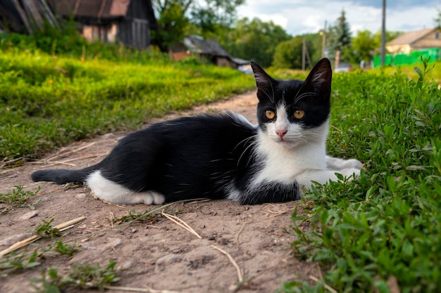 Gato branco do campo com manchas pretas. Fechar-se.