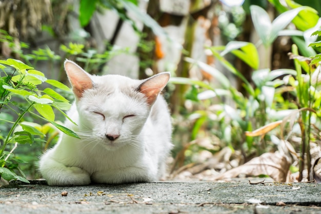 Gato branco dormindo no jardim