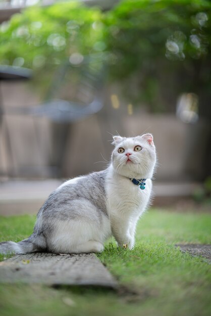 Gato branco e cinza sentado na grama