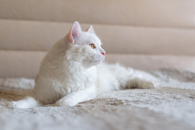 Gato branco e fofo Angora turco Gatinho de Van deitado em cama bege Animais de estimação domésticos adoráveis