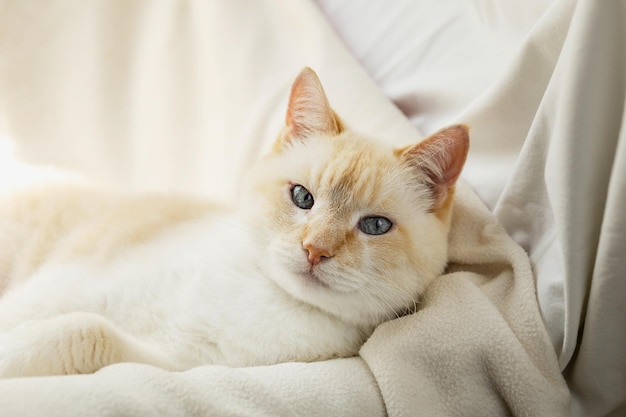 Gato branco e gordo, lindo e astuto, preguiçoso, aquecendo-se em uma cadeira com um cobertor