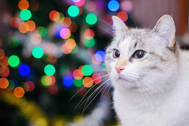 Gato branco e luzes de Natal