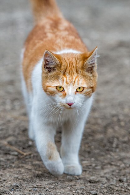 Gato branco e marrom vindo até você