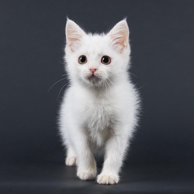 gato branco em preto