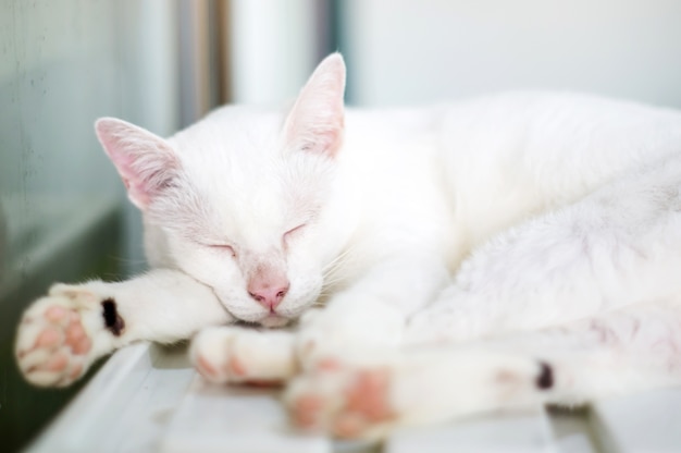 Gato branco encantador que encontra-se em uma sala, foco macio.