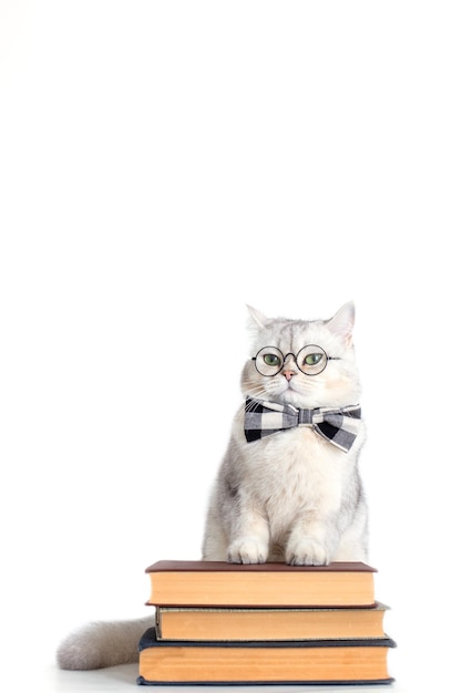 Gato branco engraçado em uma gravata borboleta e óculos de pé sobre uma pilha de livros isolados