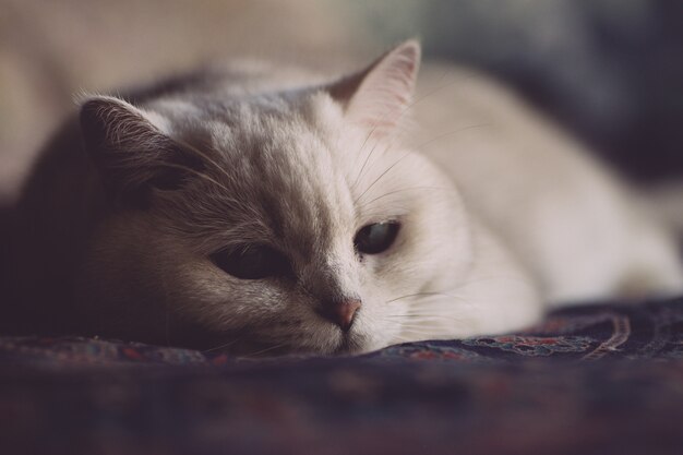 Gato branco está descansando na cama no quarto. Olhar gato