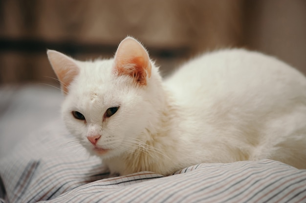 Gato branco está na cama.