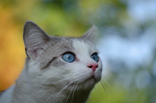 Gato branco europeu com olhos azuis