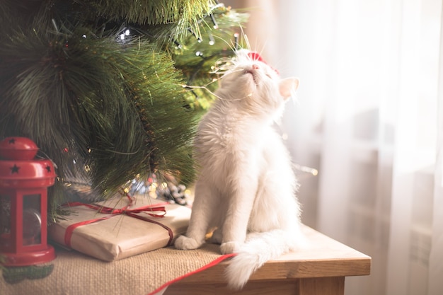 Gato branco feliz brinca com um brinquedo de Natal. Temporada de ano novo, feriados e comemorações. Gatinho travesso e fofo perto de um pinheiro