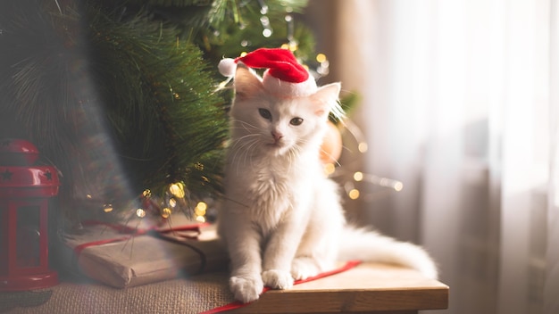 Gato branco feliz brinca com um brinquedo de Natal. Temporada de ano novo, feriados e comemorações. Gatinho travesso e fofo perto de um pinheiro