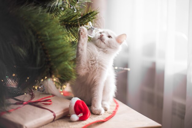 Gato branco feliz brinca com um brinquedo de Natal. Temporada de ano novo, feriados e comemorações. Gatinho travesso e fofo perto de um pinheiro