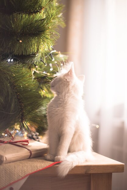 Gato branco feliz brinca com um brinquedo de Natal. Temporada de ano novo, feriados e comemorações. Gatinho travesso e fofo perto de um pinheiro