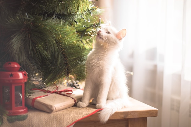 Gato branco feliz brinca com um brinquedo de Natal. Temporada de ano novo, feriados e comemorações. Gatinho travesso e fofo perto de um pinheiro