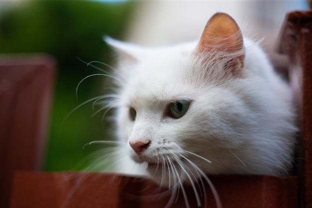 Gato branco fofinho em cima do muro