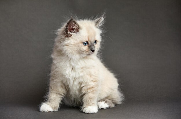 Foto gato branco fofo e brincalhão em um fundo cinzento olha para cima e para os lados