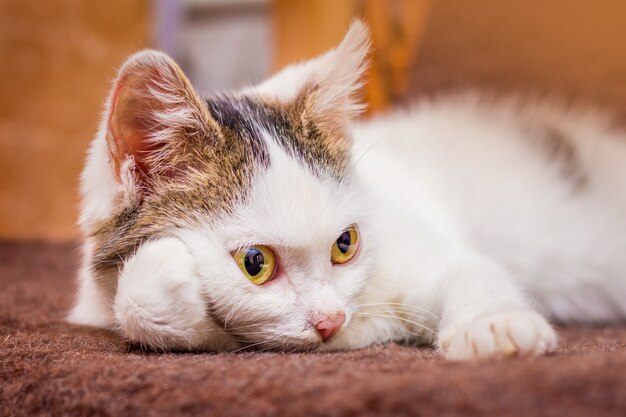 Foto gato branco fofo sentado dentro de casa