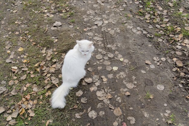 Gato branco fofo