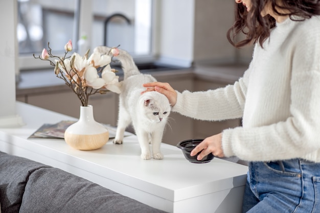 Gato branco. Jovem bonita acariciando seu gato branco