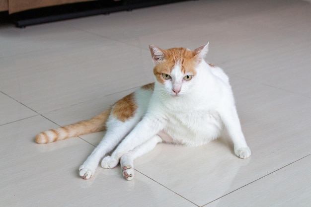 Gato branco laranja sente-se bonito animal de estimação felino doméstico