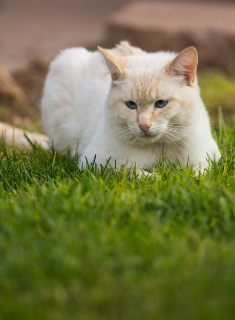 Gato branco na grama verde