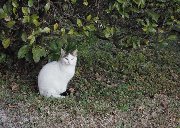 Gato branco na grama