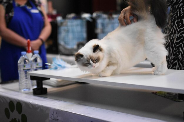 Foto gato branco na mesa em casa