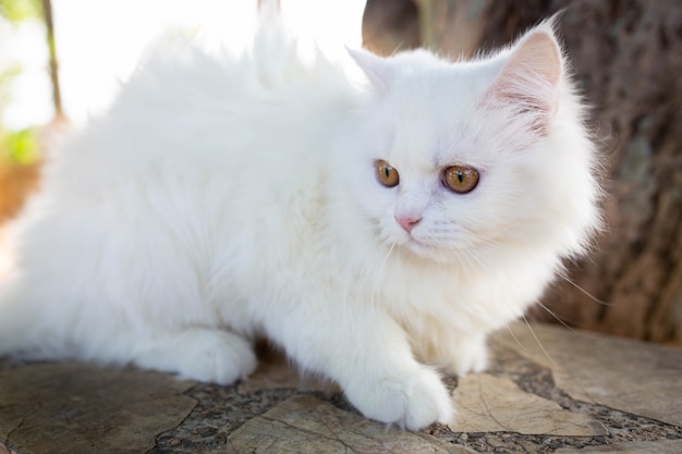 Foto gato branco no chão, gatinha.