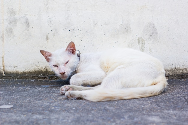 Gato branco no concreto.