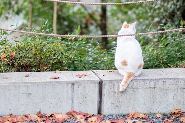 Gato branco no jardim animal de estimação e conceito de dia internacional do gato