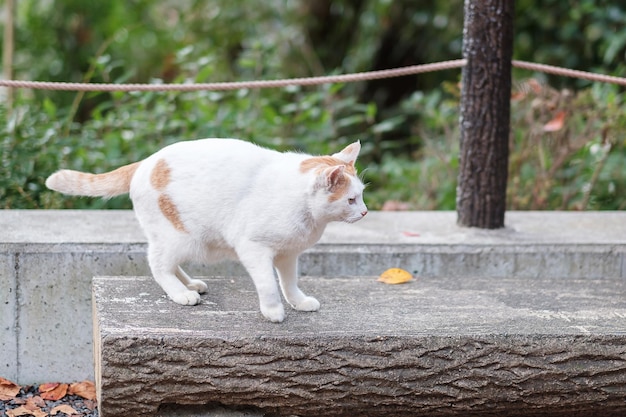 Gato branco no jardim animal de estimação e conceito de dia internacional do gato