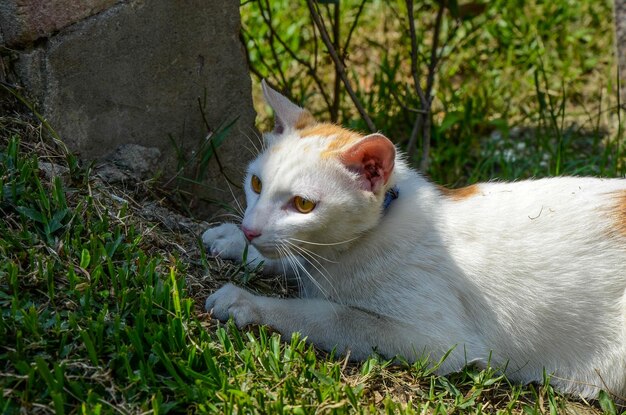 Gato branco no jardim