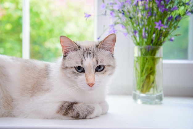 Gato branco no peitoril da janela