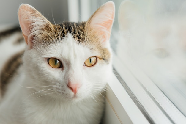 Gato branco olha pela janela no peitoril da janela