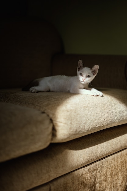 Foto gato branco olhando para a câmera