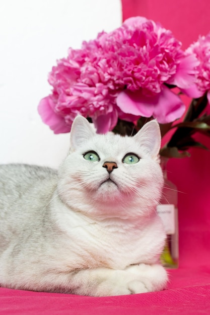 Gato branco perto de um buquê de peônias rosa em um fundo rosa raça de chinchila prata britânica